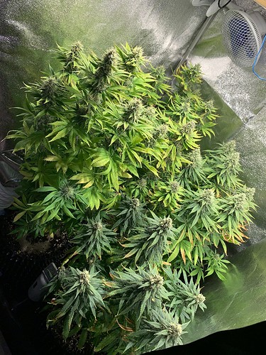 Growreport Bild 1