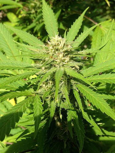 Growreport Bild 21