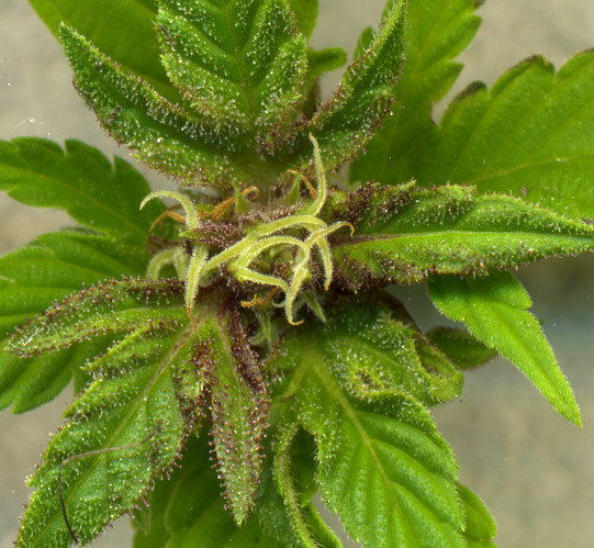 Growreport Bild 9