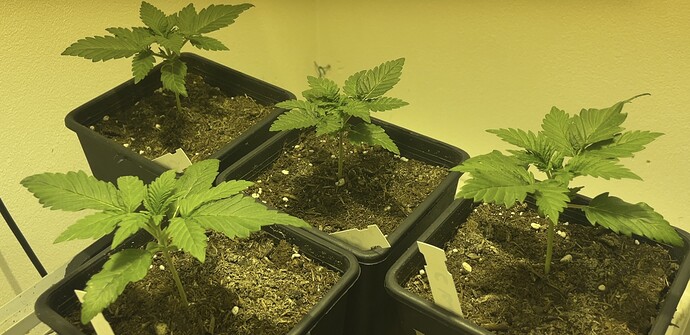 Growreport Bild 18