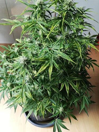 Growreport Bild 29