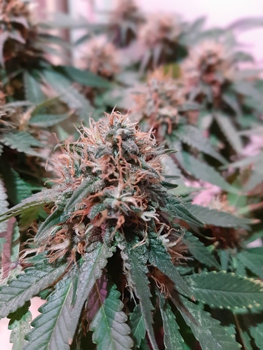 Growreport Bild 6