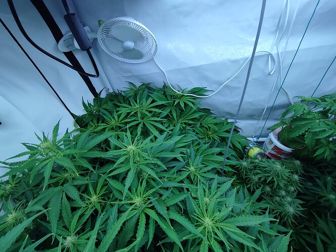 Growreport Bild 44