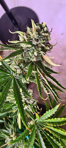 Growreport Bild 5