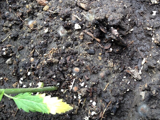Growreport Bild 19