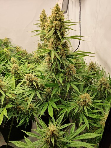 Growreport Bild 2
