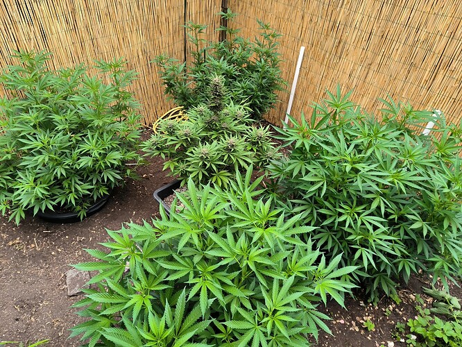Growreport Bild 2