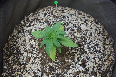 Ein junger Cannabis-Sämling in einem Stofftopf mit Perlit-haltiger Erde. Die Pflanze hat bereits mehrere Blattpaare entwickelt und zeigt leichte Vergilbungen an einigen unteren Blättern.