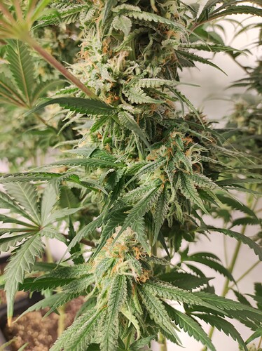 Growreport Bild 4
