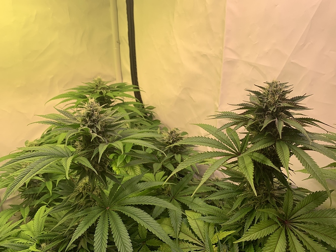 Growreport Bild 3