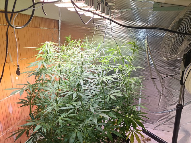 Growreport Bild 5