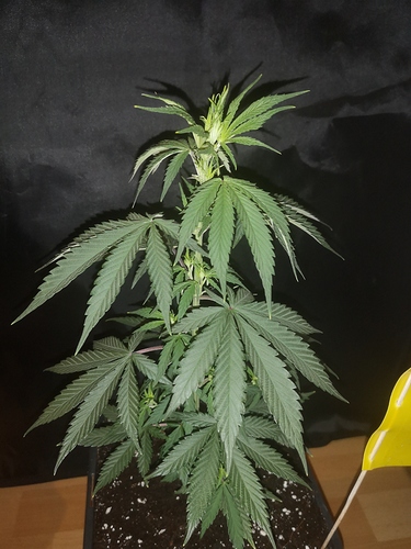 Growreport Bild 6