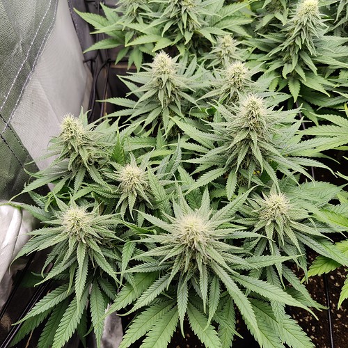 Growreport Bild 2