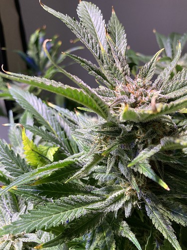 Growreport Bild 4