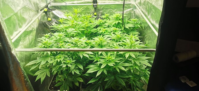 Growreport Bild 36