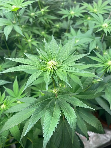 Growreport Bild 3