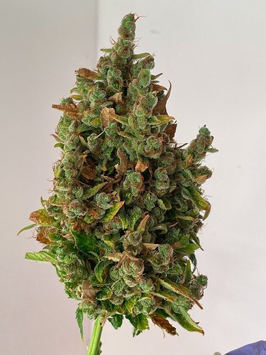 Growreport Bild 9
