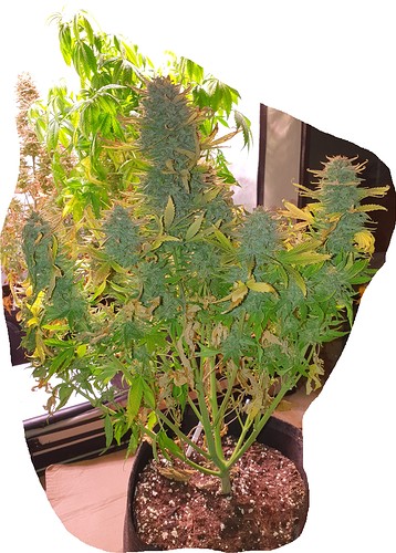 Growreport Bild 11
