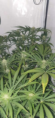 Growreport Bild 5