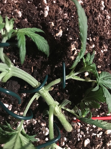 Growreport Bild 1