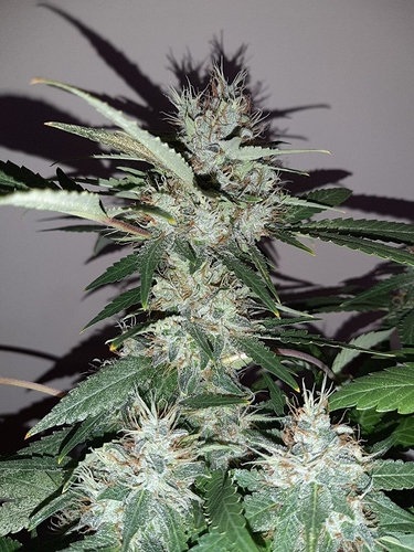 Growreport Bild 6