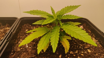 Growreport Bild 4