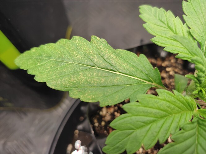 Growreport Bild 5