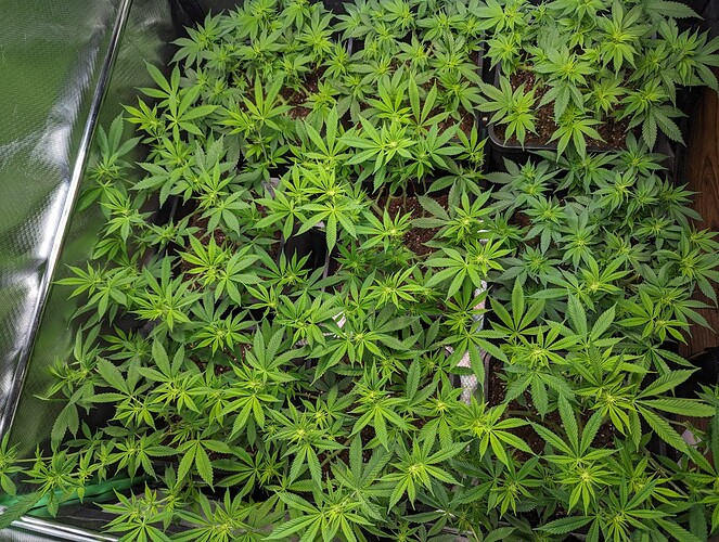 Growreport Bild 1