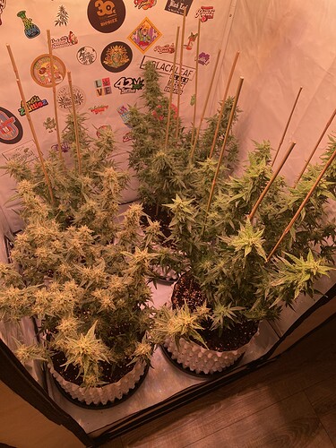 Growreport Bild 5