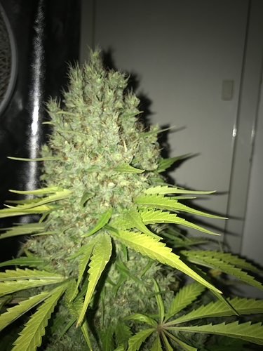 Growreport Bild 23