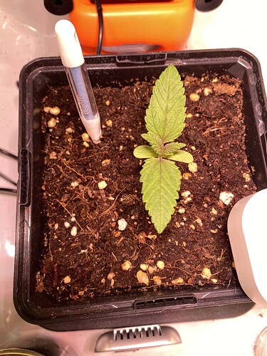 Growreport Bild 25