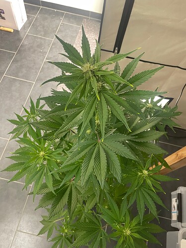 Growreport Bild 28