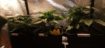 Growreport Bild 21
