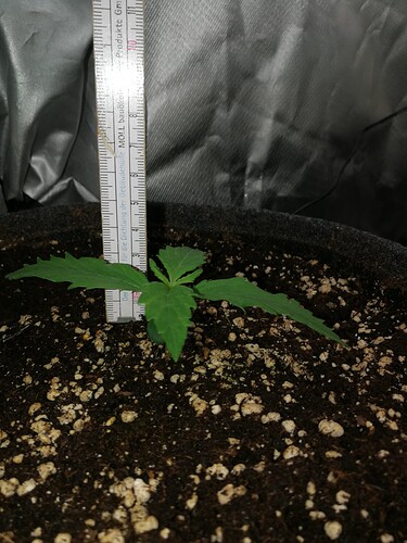 Growreport Bild 97