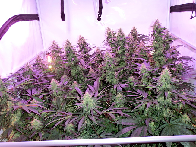 Growreport Bild 7