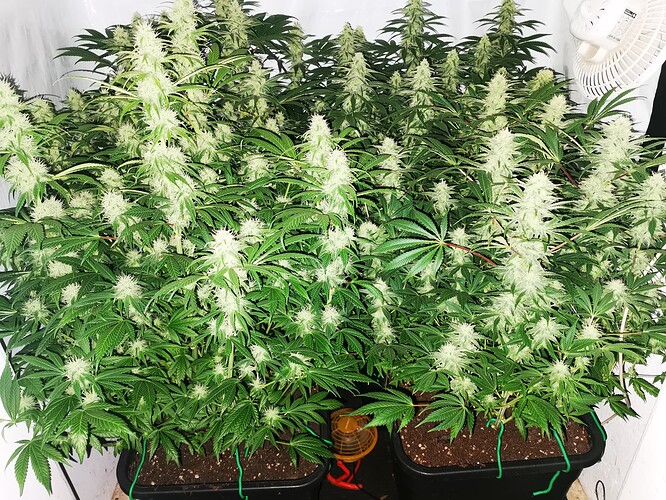 Growreport Bild 4