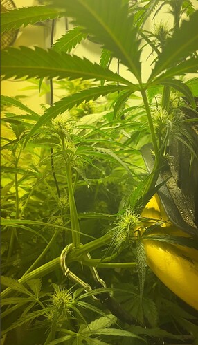 Growreport Bild 25