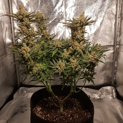 Growreport Bild 14