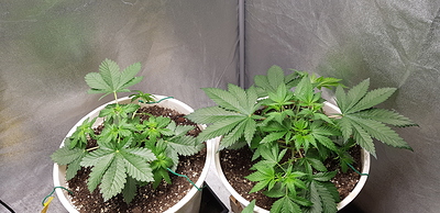 Growreport Bild 1