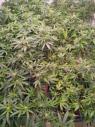Growreport Bild 13