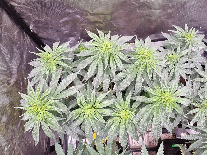 Growreport Bild 20