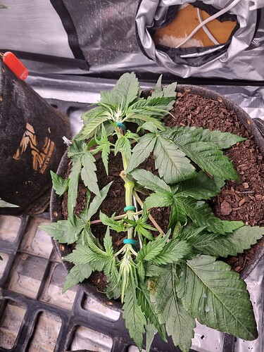 Growreport Bild 26