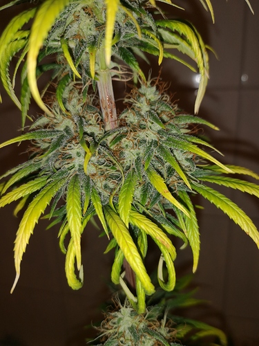 Growreport Bild 2