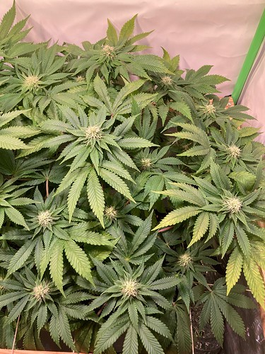Growreport Bild 12
