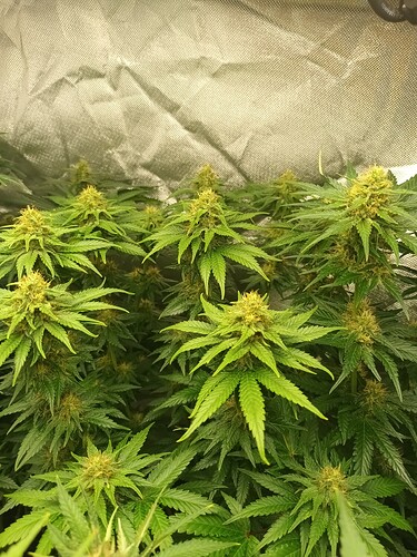 Growreport Bild 11