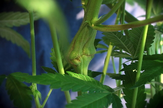 Growreport Bild 27