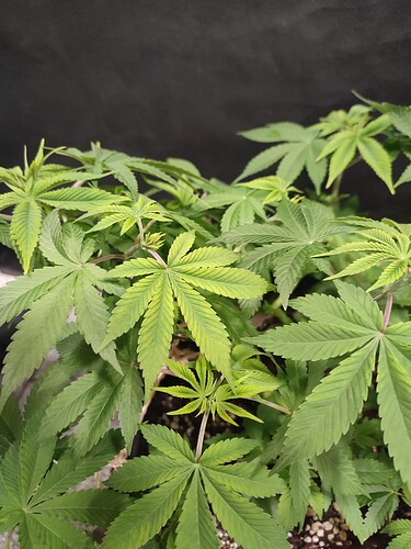 Growreport Bild 6