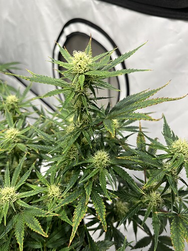 Growreport Bild 27