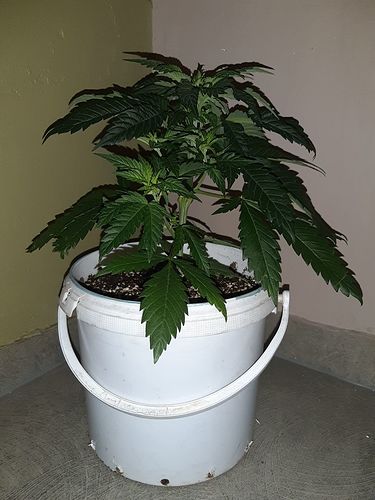 Growreport Bild 1