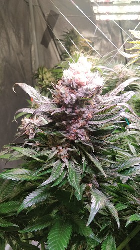 Growreport Bild 10